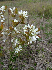 Amelanchier × intermedia