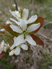 Amelanchier × intermedia