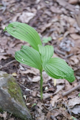 Cypripedium parviflorum
