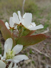 Amelanchier × intermedia