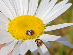 Anthrenus isabellinus