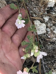 Sidalcea hickmanii napensis