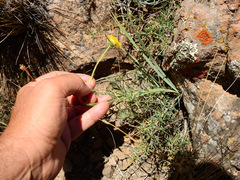 Hysterionica jasionoides