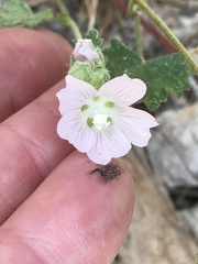 Sidalcea hickmanii napensis