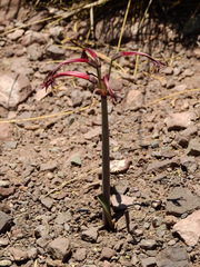 Zephyranthes graciliflora