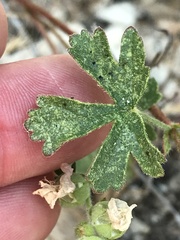 Sidalcea hickmanii napensis