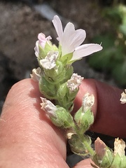 Sidalcea hickmanii napensis
