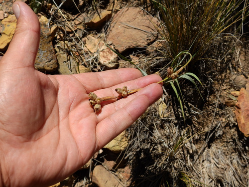 Sisyrinchium macrocarpum, photograph 6