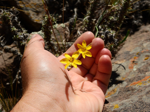 Sisyrinchium macrocarpum, photograph 5