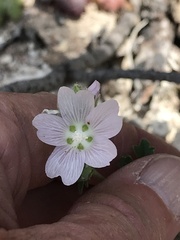 Sidalcea hickmanii napensis