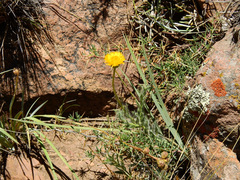 Hysterionica jasionoides