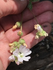 Sidalcea hickmanii napensis