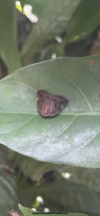 Ricania guttata