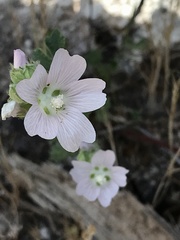 Sidalcea hickmanii napensis