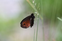 Erebia euryale