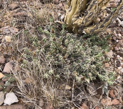 Grusonia