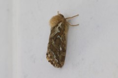 Korscheltellus fusconebulosa