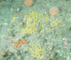 Ciocalypta polymastia