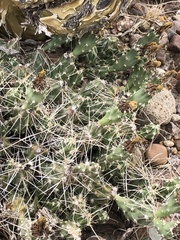 Grusonia