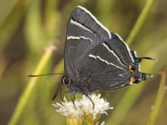 Atlides thargelia