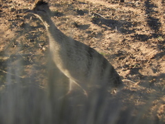 Nothoprocta cinerascens