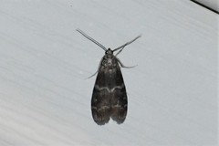 Euzophera ostricolorella