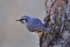 Sitta europaea albifrons