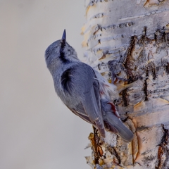 Sitta europaea albifrons