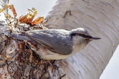 Sitta europaea albifrons