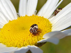 Anthrenus isabellinus