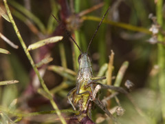 Staurorhectus longicornis