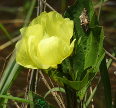 Cienfuegosia drummondii
