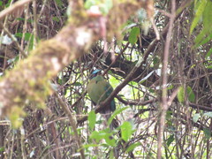 Momotus coeruliceps