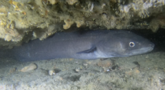 Conger verreauxi