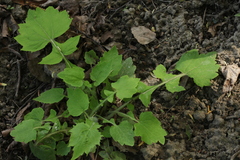 Stylophorum lasiocarpum