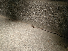 Philodryas chamissonis