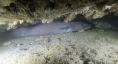 Conger verreauxi