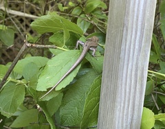 Plestiodon fasciatus