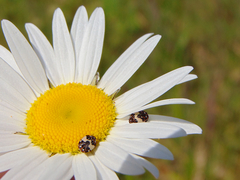 Anthrenus isabellinus