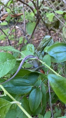 Plestiodon fasciatus