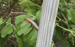 Plestiodon fasciatus