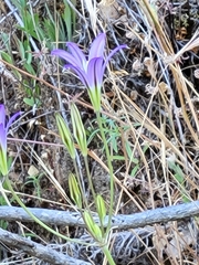 Triteleia