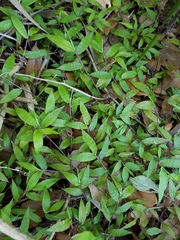 Oplismenus hirtellus setarius