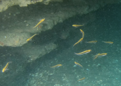 Forsterygion maryannae