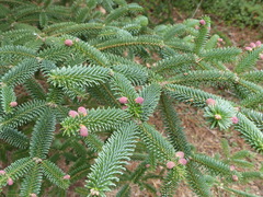 Abies pinsapo marocana