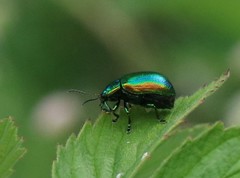 Oreina gloriosa