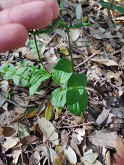 Epipactis leptochila