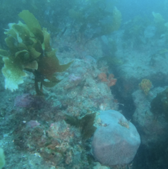Stelletta sandalinum