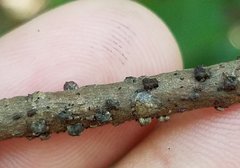 Paratachardina pseudolobata