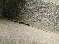 Philodryas chamissonis